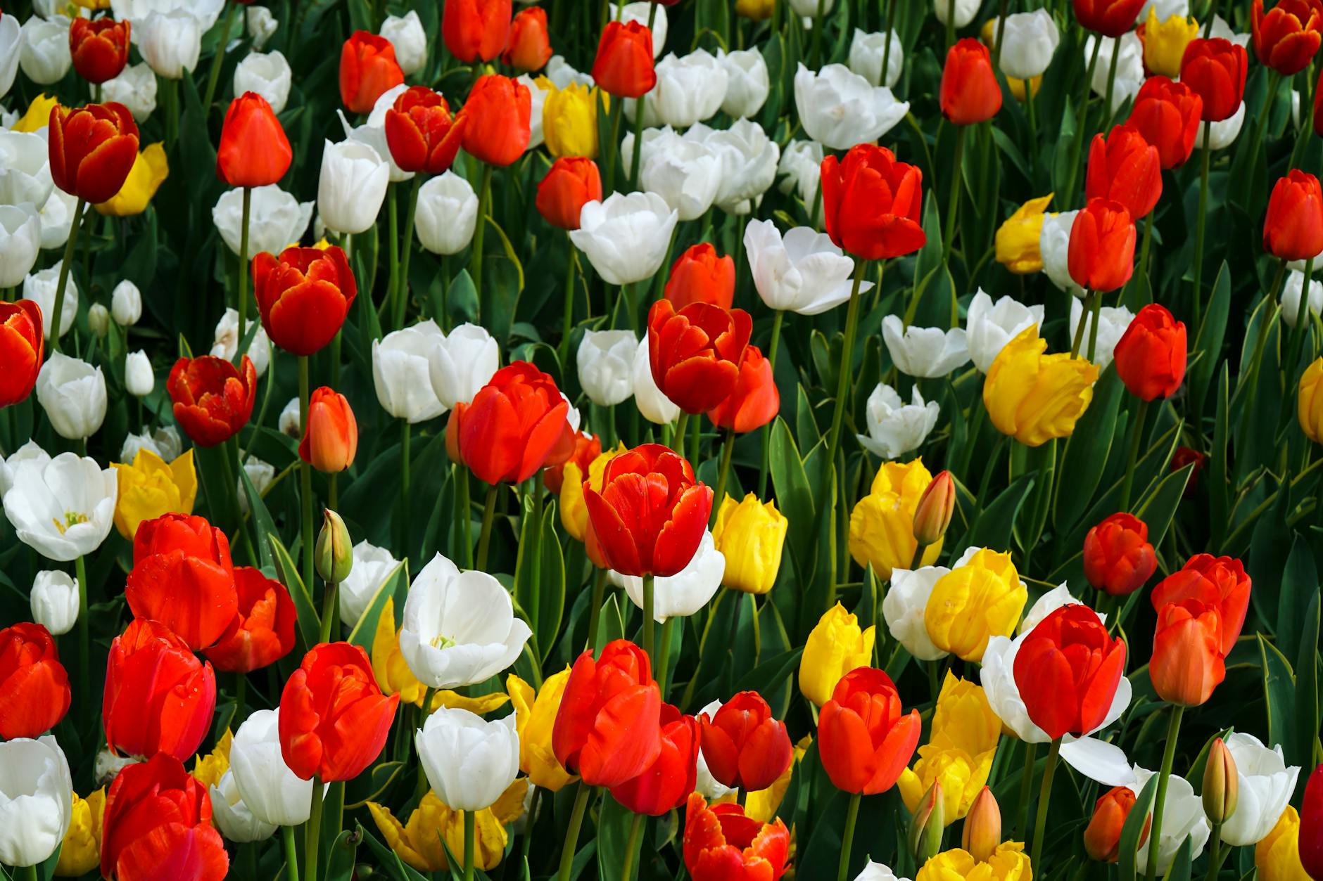 Healthy home garden beds showing practical sustainable gardening in a residential setting