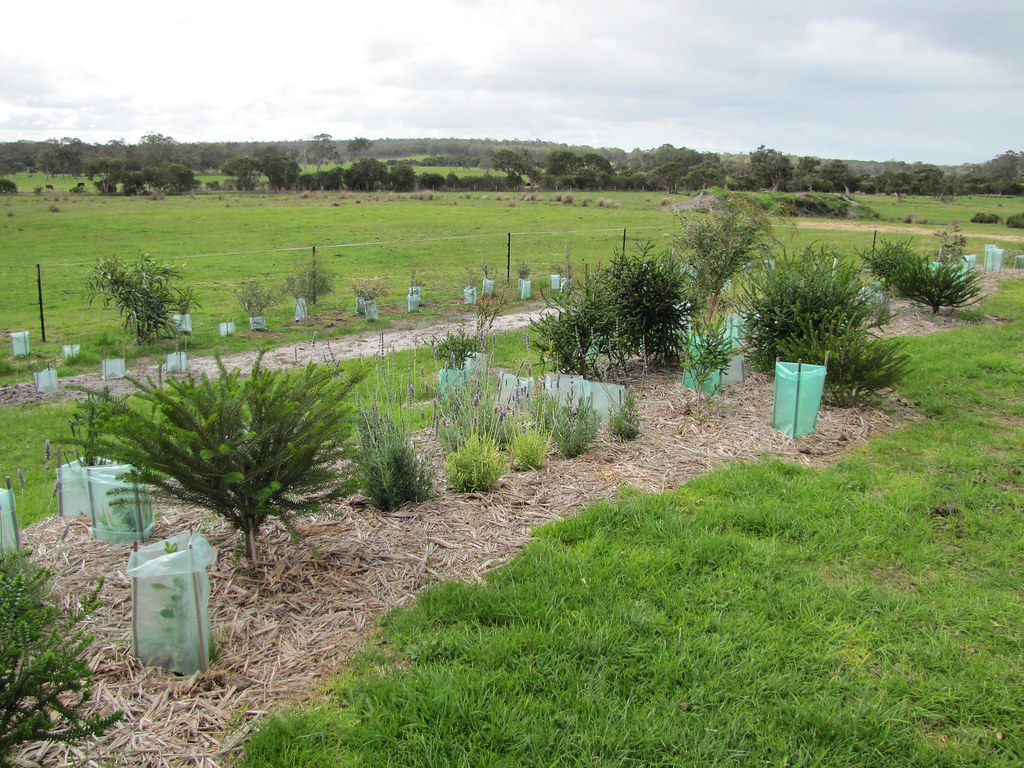 Layered garden landscaping with dense planting and visible garden beds