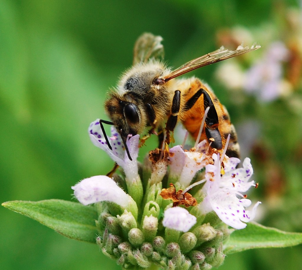 Pollinator-friendly native flowers in a home garden attracting beneficial insects