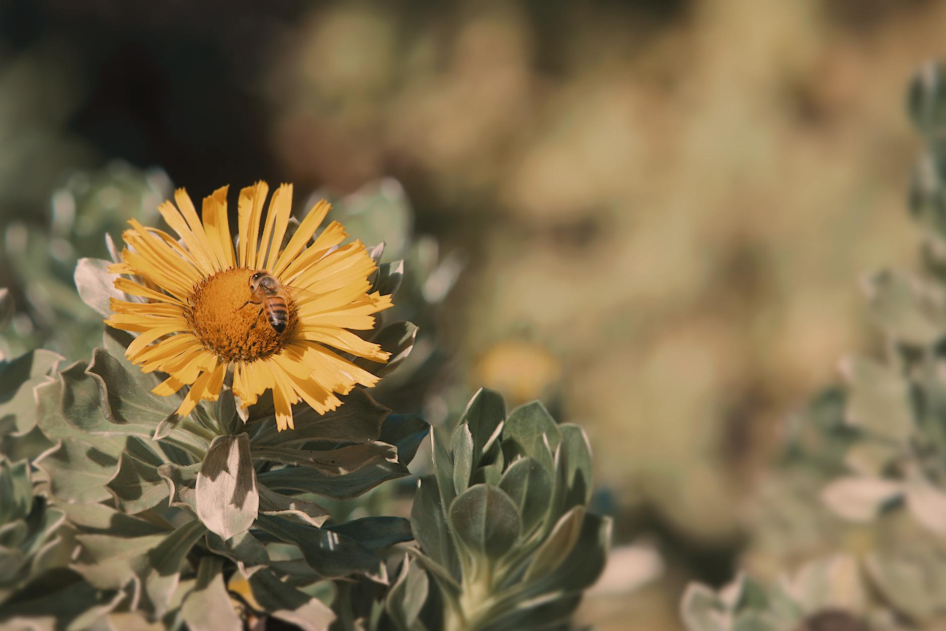 Bee visiting pollinator-friendly flowers in a home garden