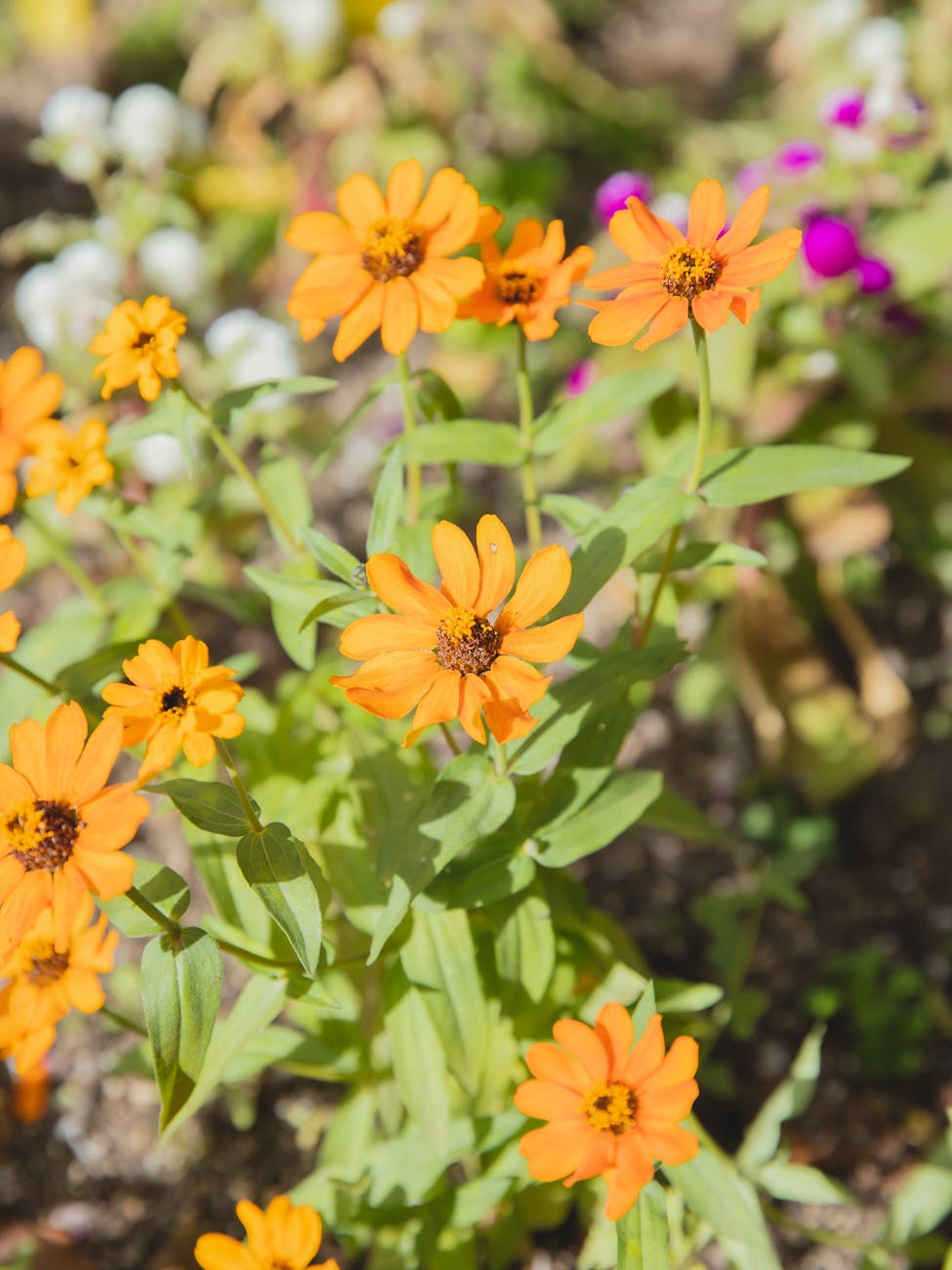 Layered home garden bed designed to support pollinators