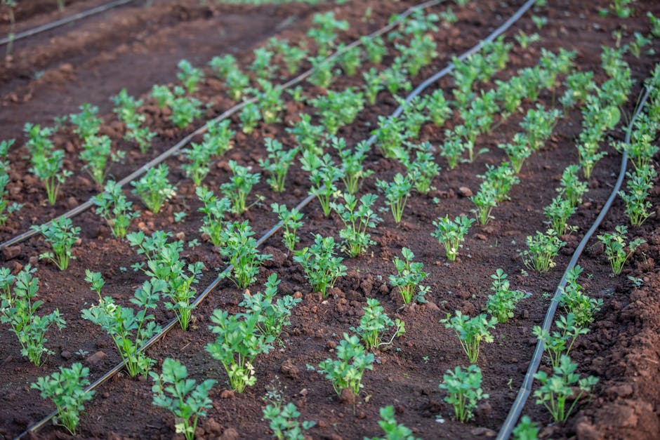 Young vegetable plants growing with drip irrigation in a garden bed