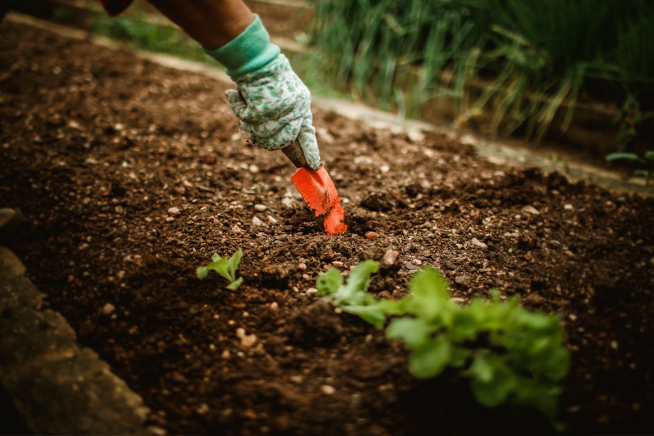 Gardener planting a seedling in soil in a small home garden