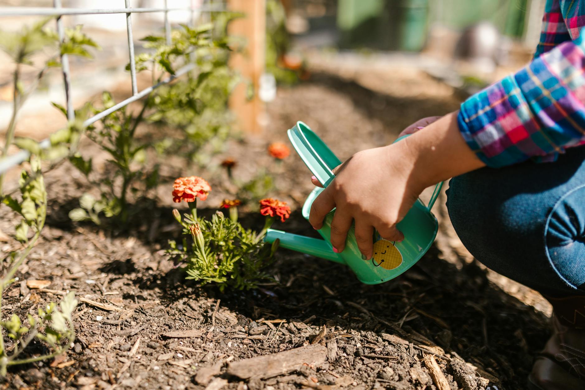 Gardener watering young plants in a garden bed with a green watering can