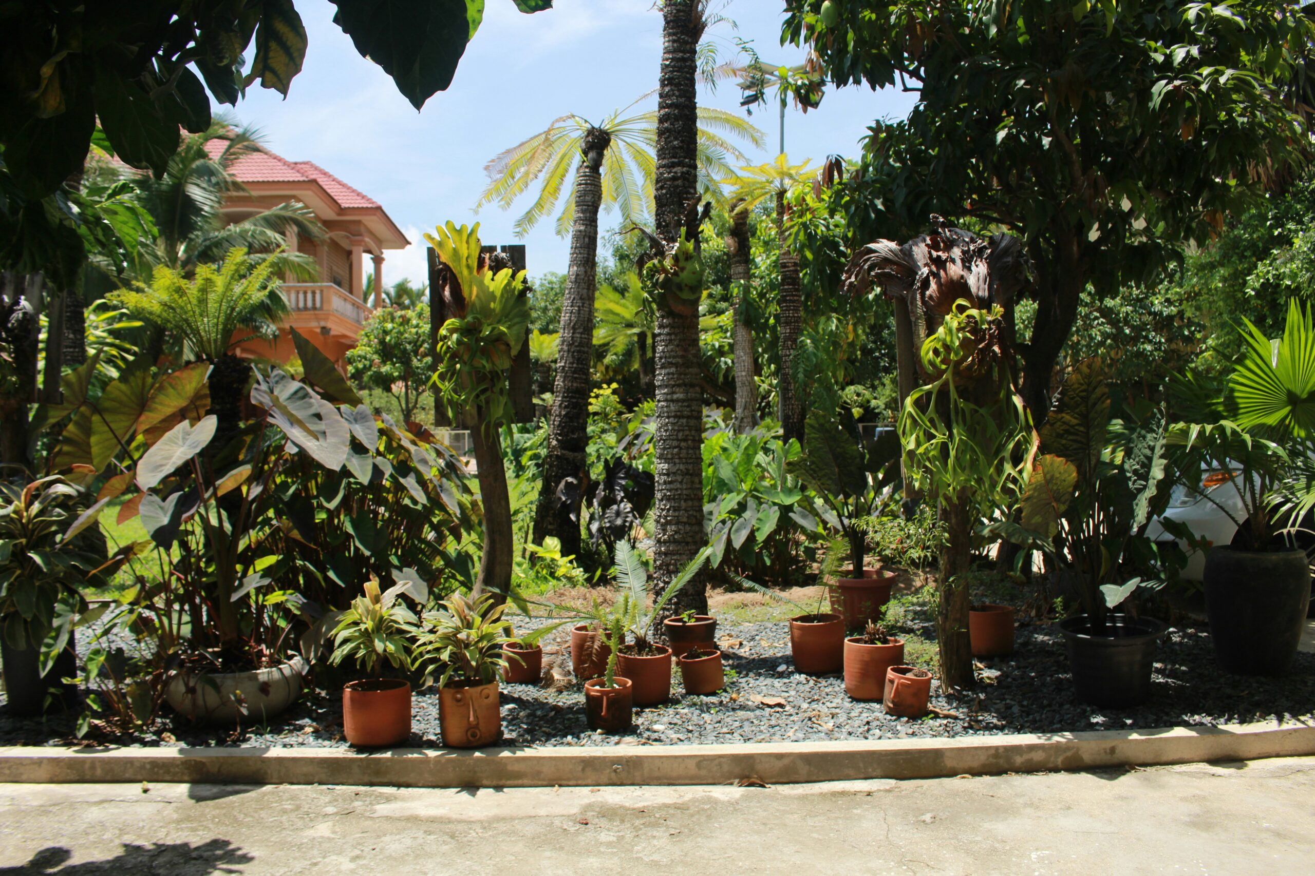 Assorted potted plants grouped together for garden planning