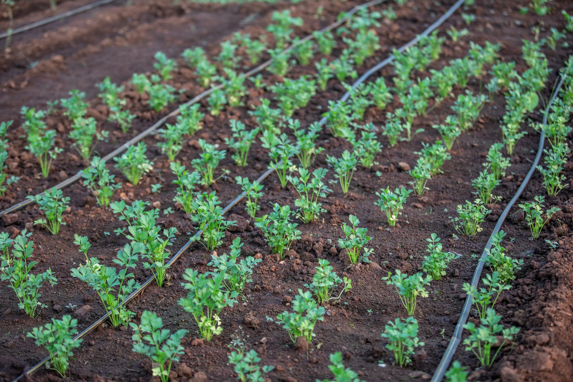 Drip irrigation line watering plants in a garden bed