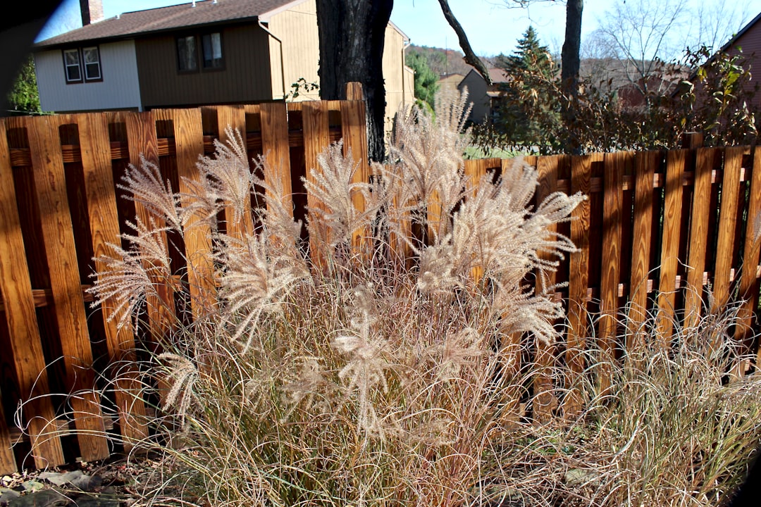 Low-water ornamental grasses and planting along a home fence line
