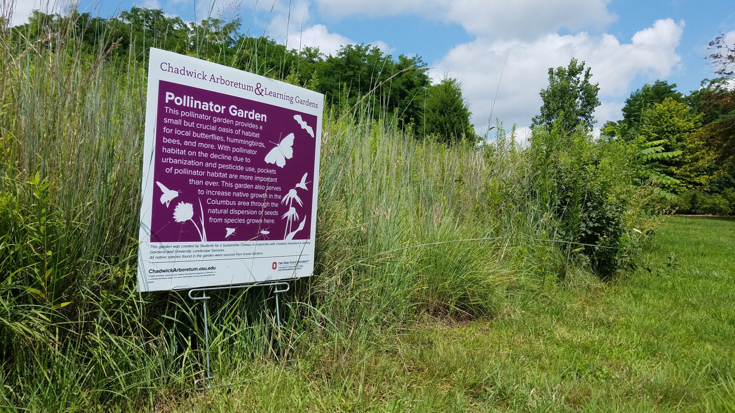 Flower-filled pollinator garden bed with layered planting and a maintained look
