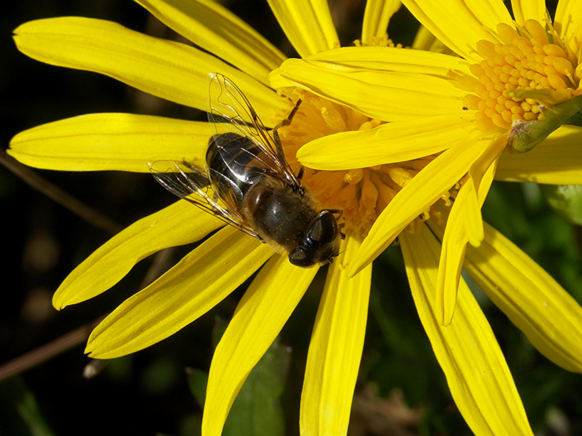 Hoverfly feeding on a flower in close-up
