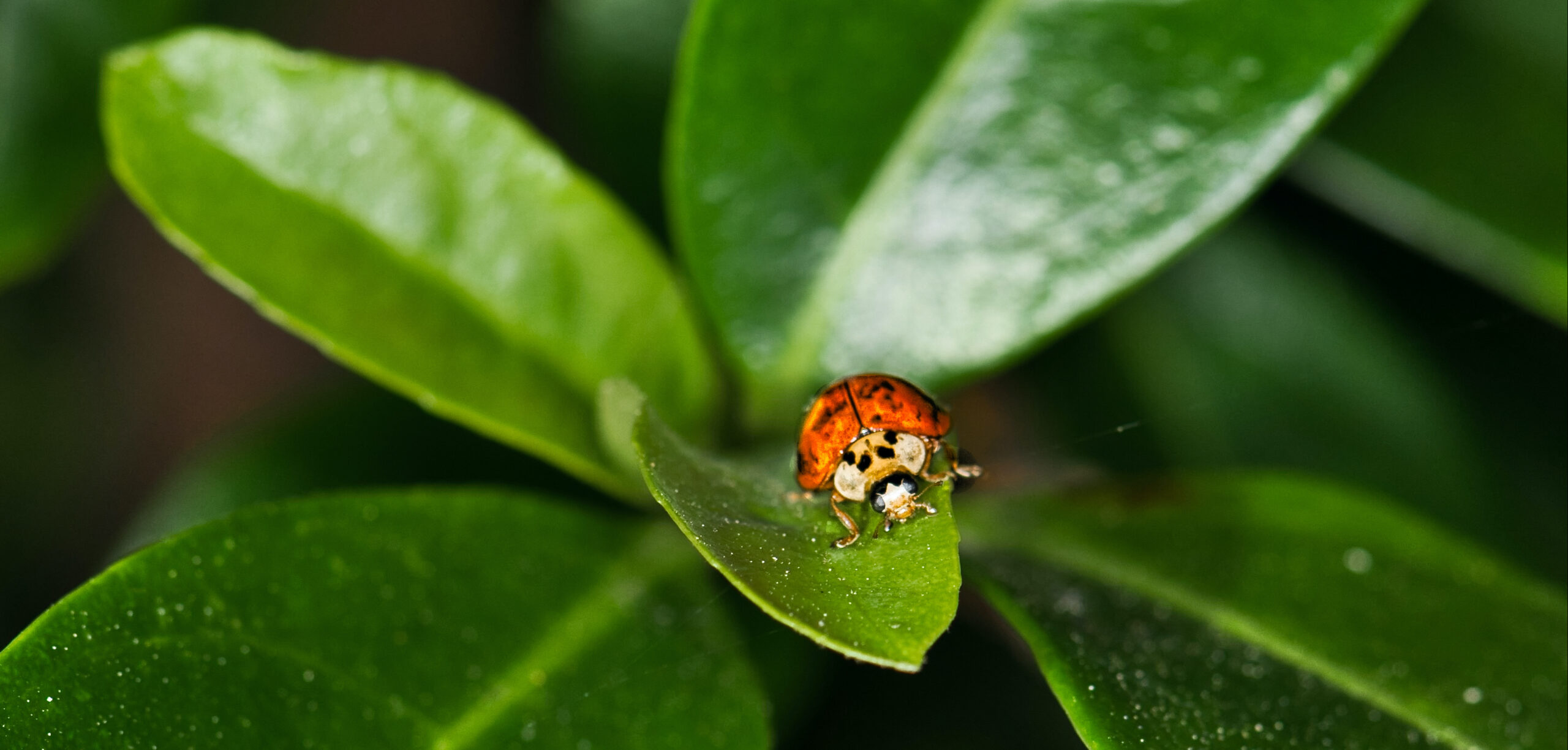Lady beetle feeding on aphids on a garden leaf