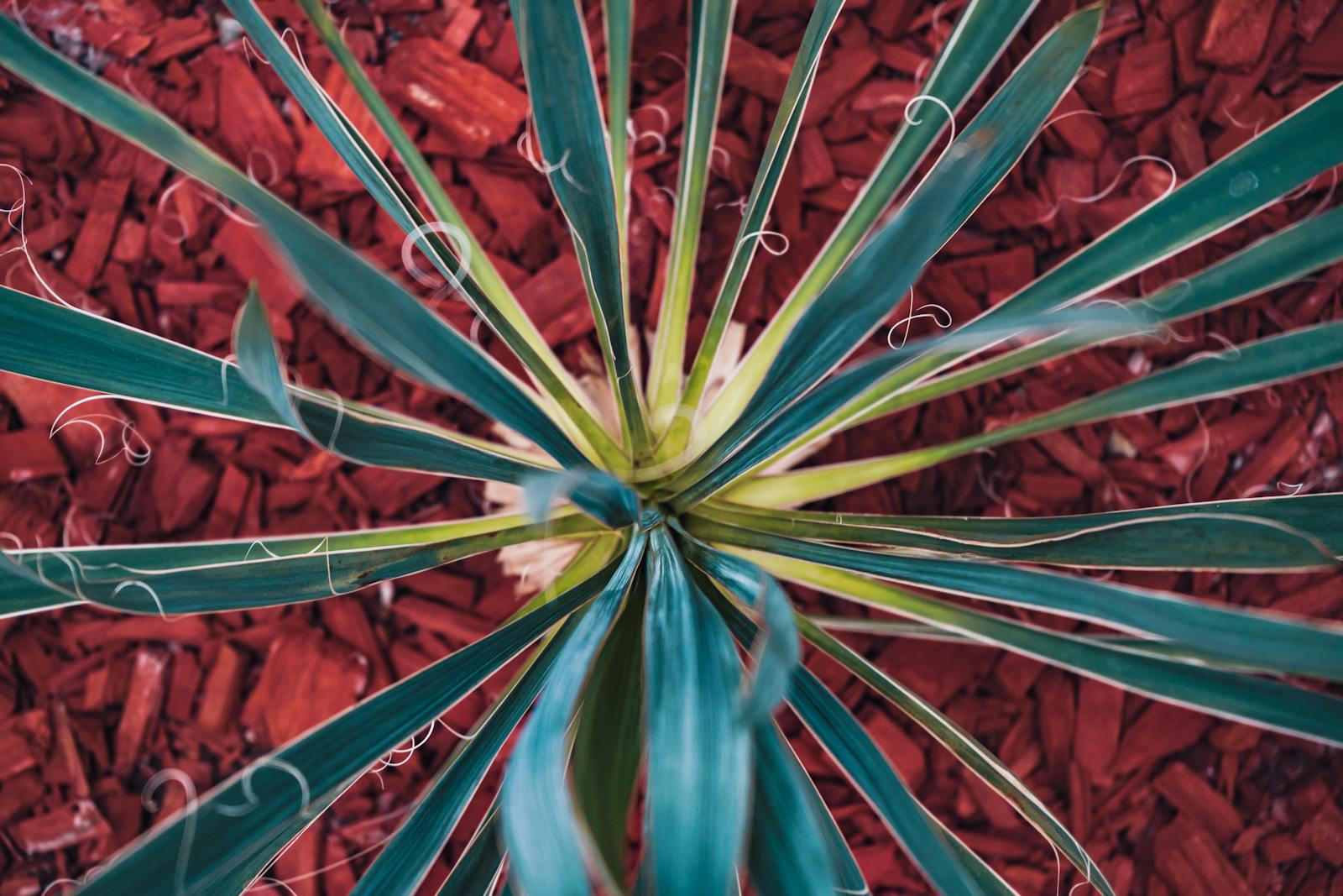Young green plant growing in a garden bed covered with bark mulch