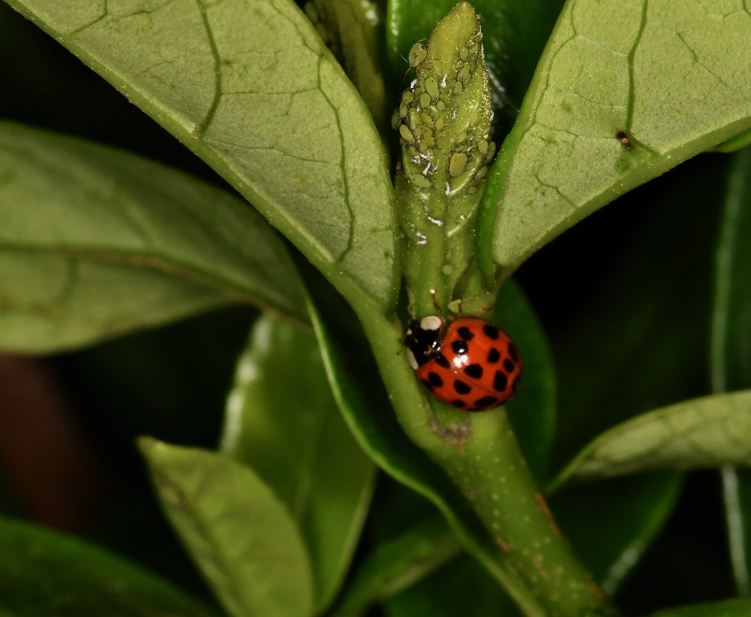 A ladybug eating aphids on a plant stem in a garden.