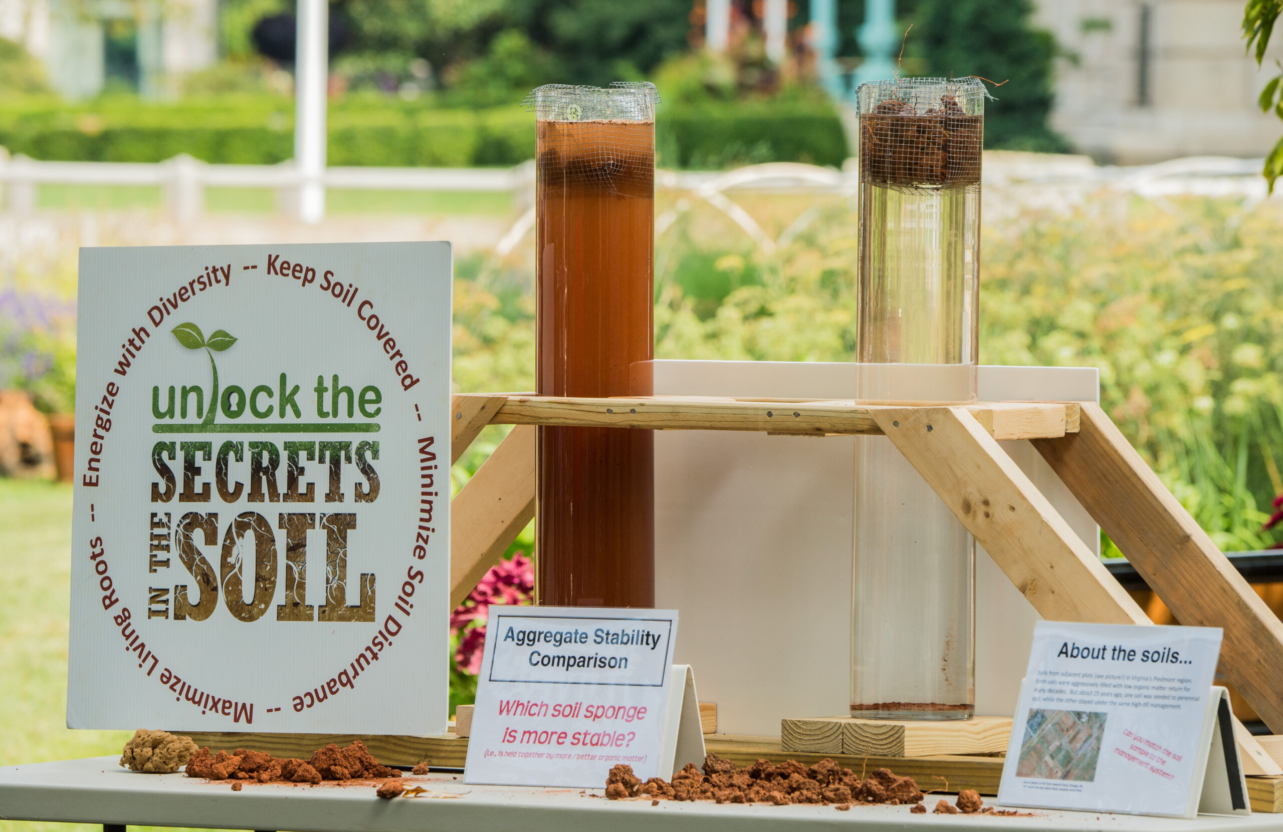 Healthy garden soil and plant roots in a productive growing bed.