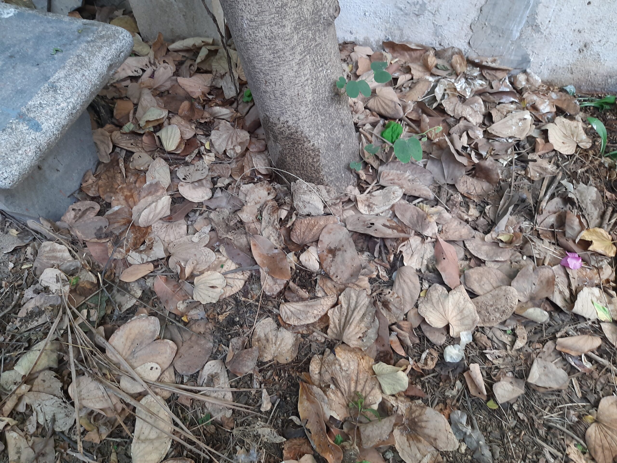 Natural mulch layer on a garden floor