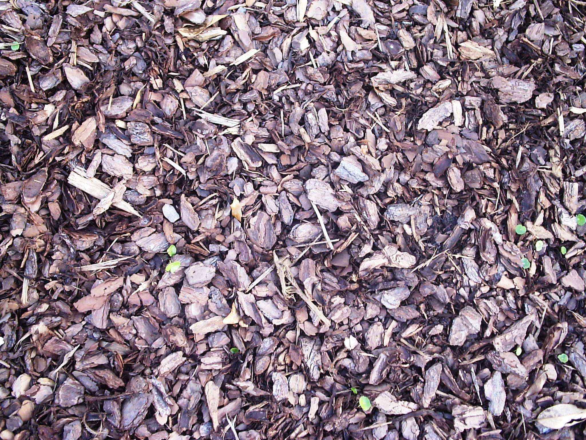 Close view of coarse wood mulch