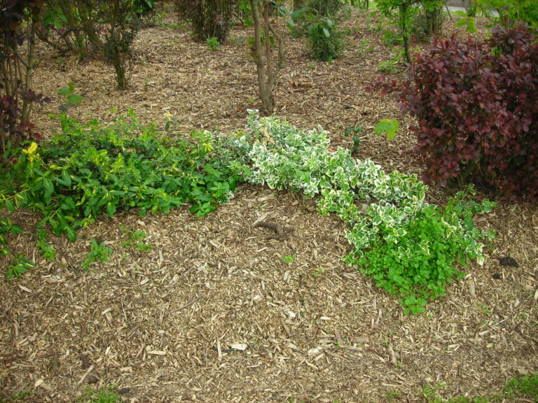 Mulch spread around plants in a garden bed