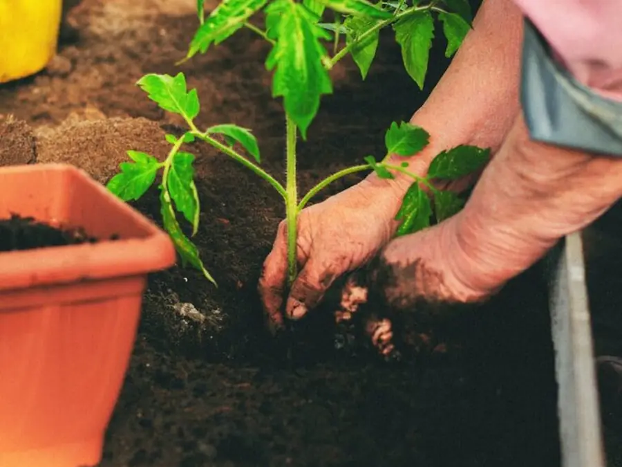 Healthy home garden plants in a calm outdoor setting