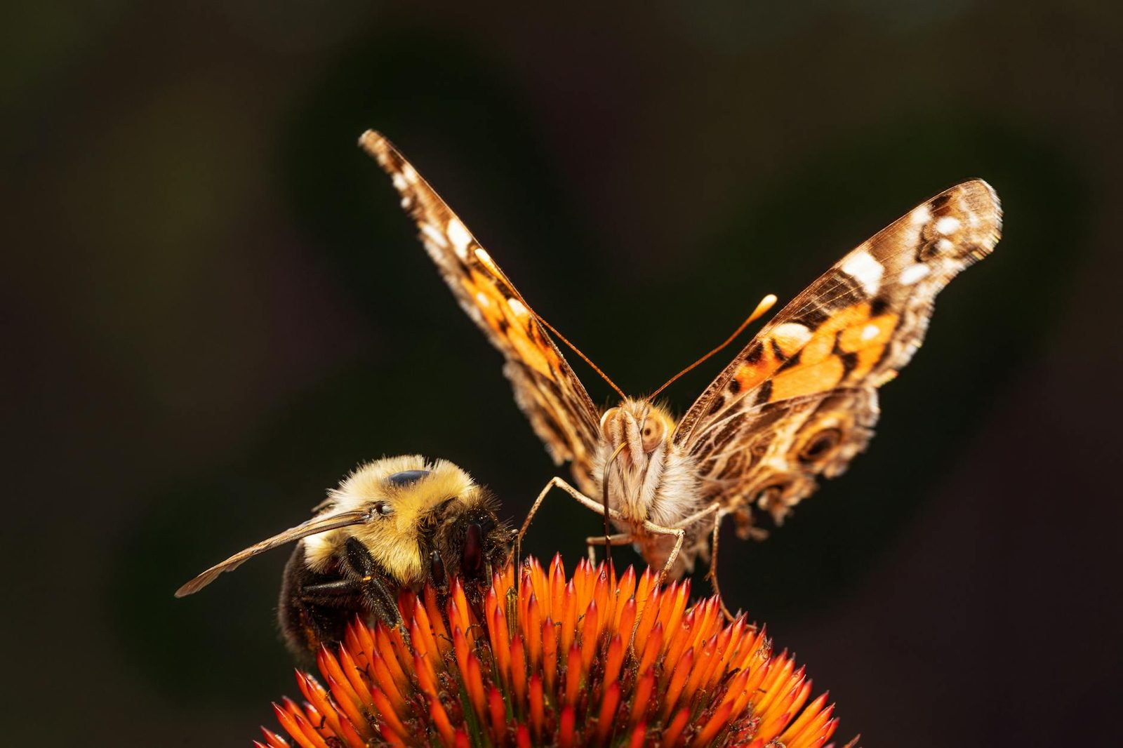 Pollinator-friendly home garden with flowering plants attracting bees and butterflies