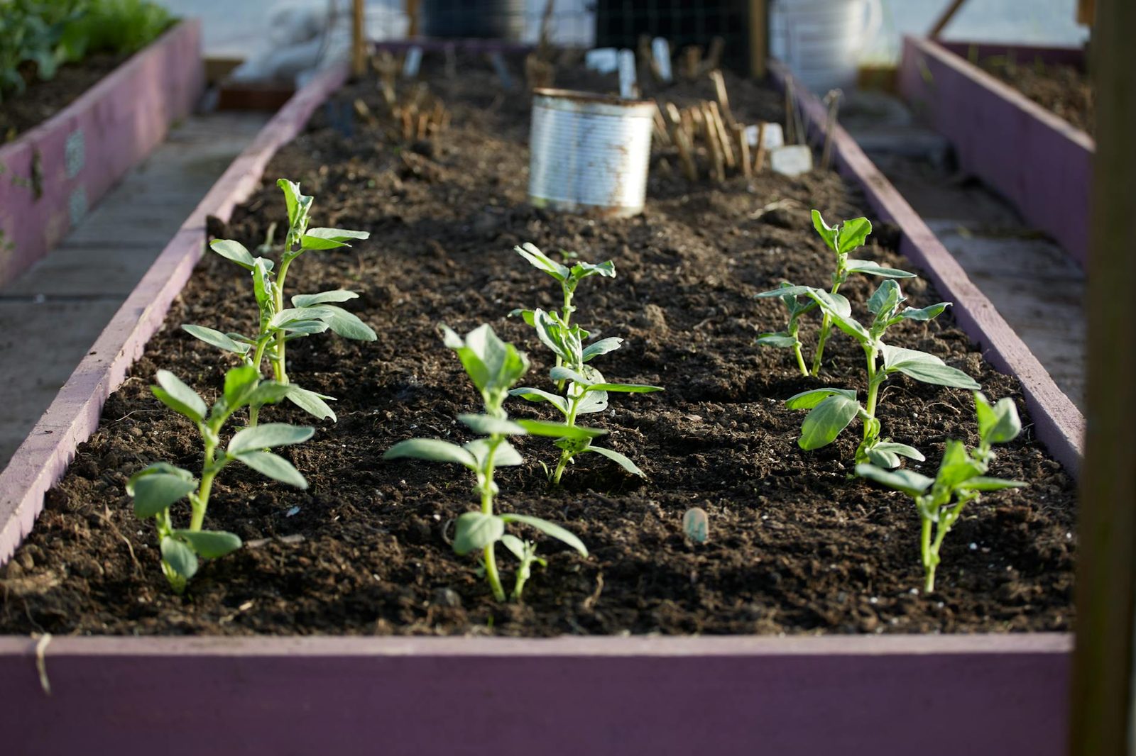 Low-maintenance garden bed with healthy plants and no visible people