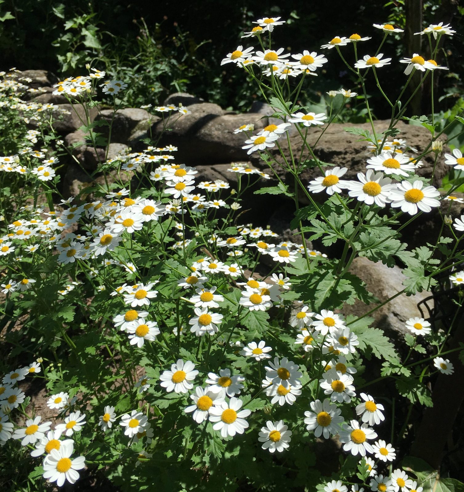 Why Biodiversity Matters in Your Backyard: Benefits for Homeowners