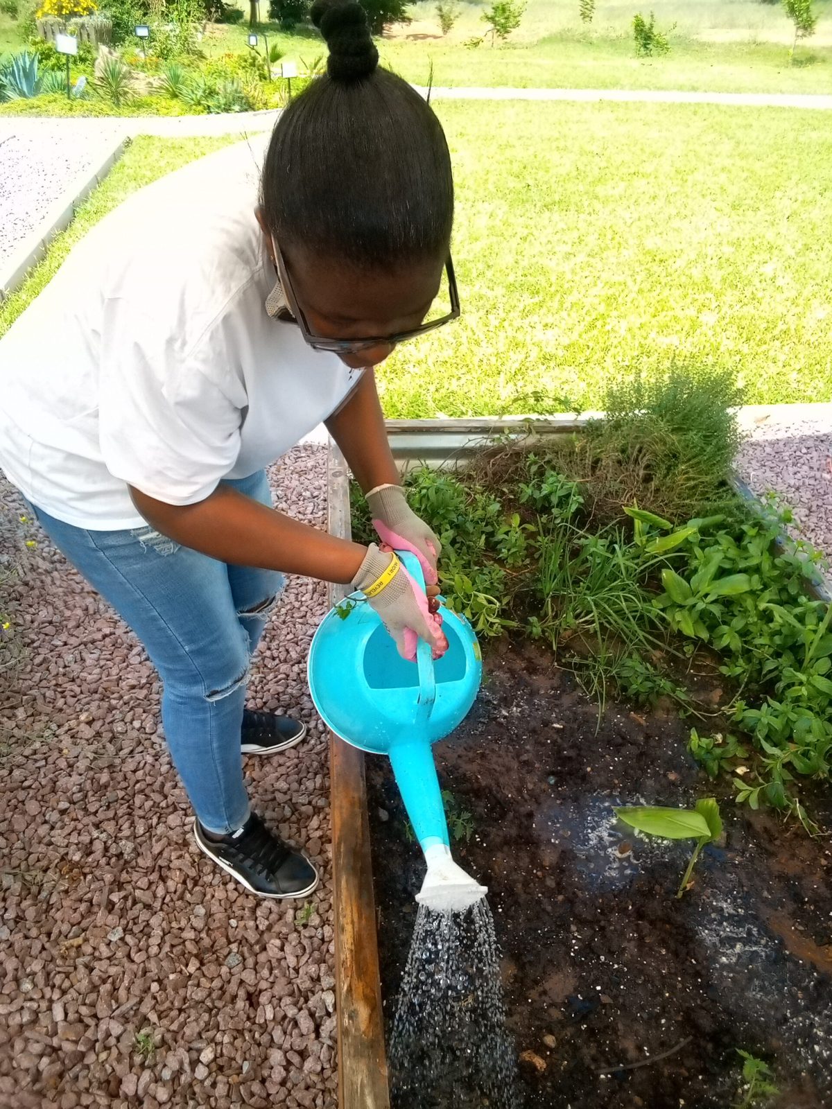 A watering can pouring water onto garden plants.
