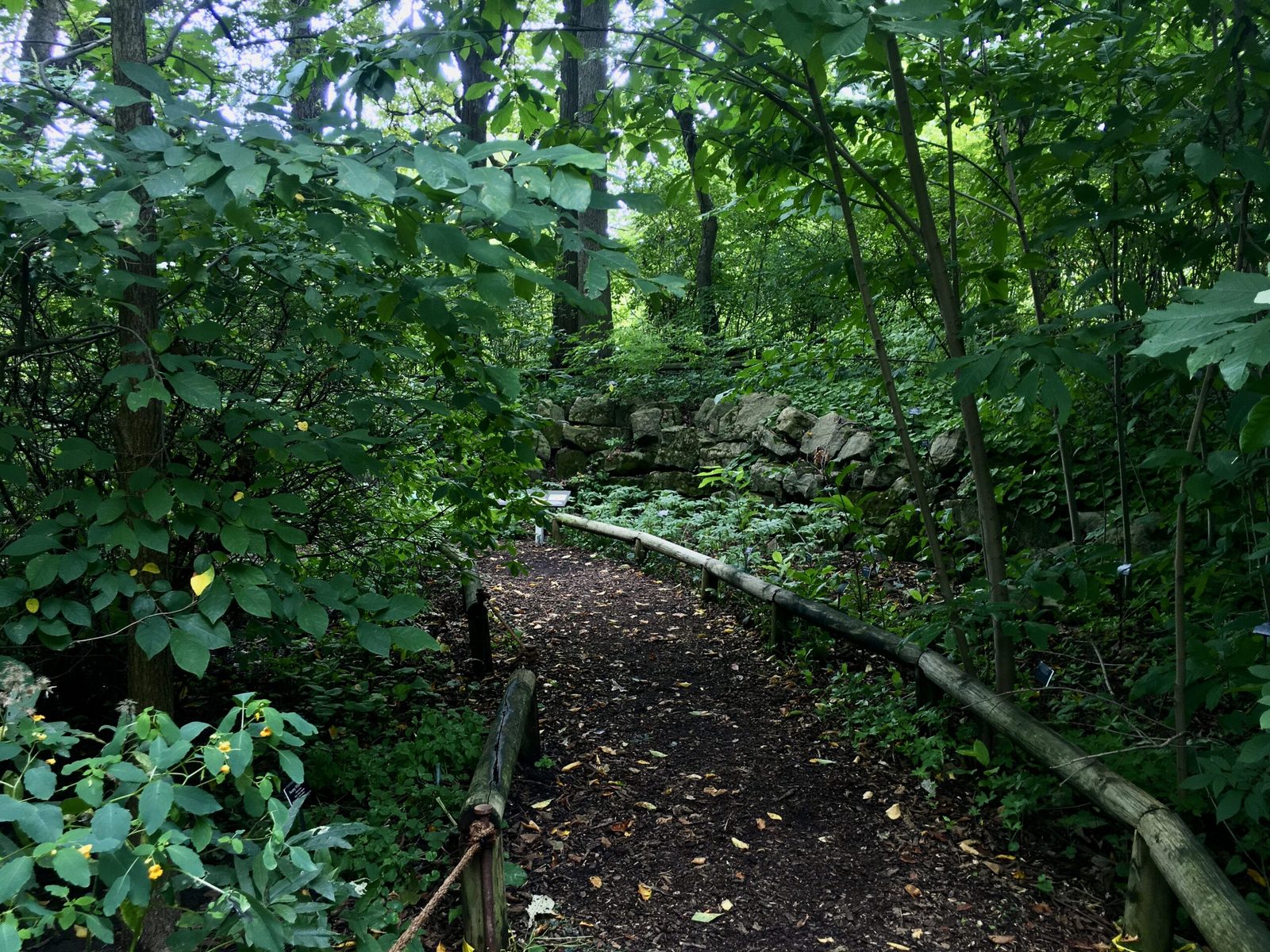 Layered native flora garden with trees, shrubs, and understory planting.