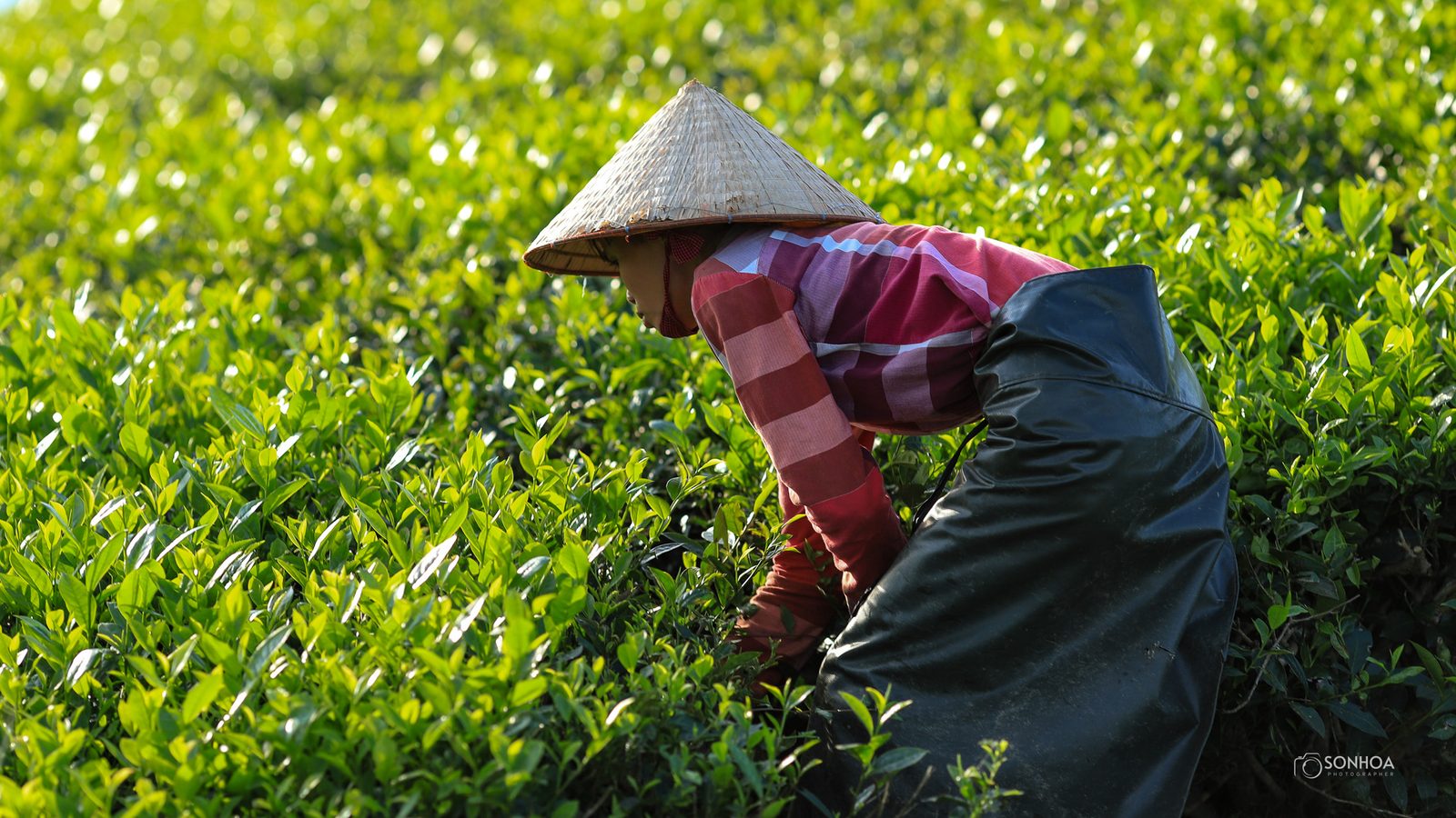 A gardener removing weeds by hand from a planted garden area.