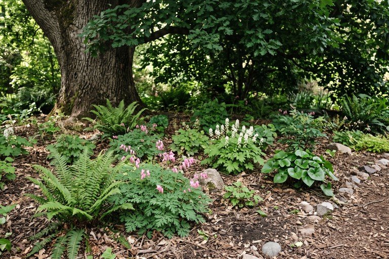 Native Plants for Dry Shade: Practical Choices Under Trees